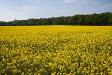 Obraz premium Raps Feld mit gelben Blüten