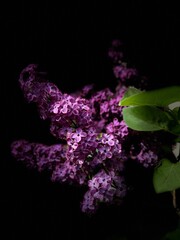 Fototapeta na wymiar lilac bush dark brown on the background