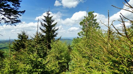 im Thüringer Wald