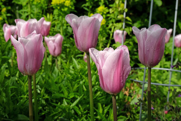 Tulip 'Mistress Mystic' in flower.