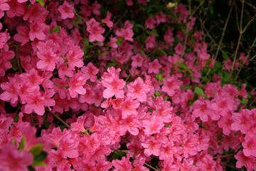 Pink rhododendron 'Sir William Lawrence' in flower.