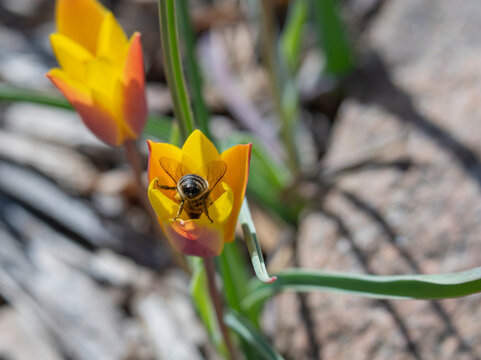 Honey Bee in Little Yellow Candlestick Tulip