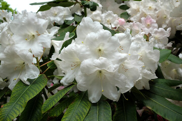 Pink Rhododendron 'Loderi Fairyland' in flower