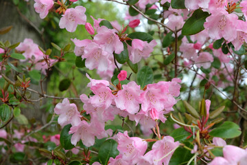 Pink Rhododendrons 'Brocade'  in flower