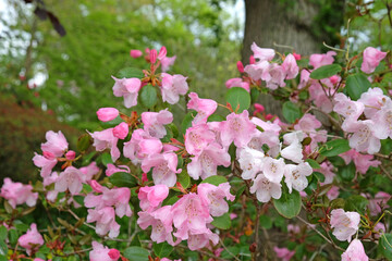 Pink Rhododendrons 'Brocade'  in flower