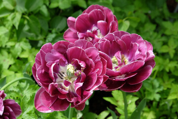 Naklejka premium Double Tulip 'Dream Touch' in flower