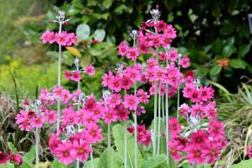 Pink mealy primrose in flower.