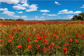 Abandoned house in the middle of the yellow fields of wheat and red poppies. Golden plains in the...