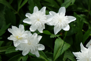 White double wood anemone 'Vestal' in flower