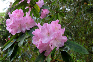 Pale pink Rhododendron in flower.