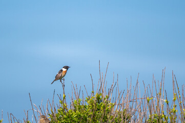 Stonechat bird, Saxicola rubicola, perched on grasses