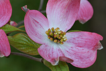 Fototapeta na wymiar Dogwood Blossom Floret 07