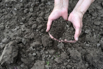 The hands of an elderly woman hold a handful of earth against the background of dug up soil.