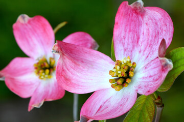 Fototapeta na wymiar Dogwood Blossom Floret 08