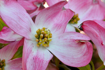 Fototapeta na wymiar Dogwood Blossom Floret 09