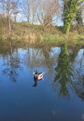 Fototapeta na wymiar Small duck on the lake