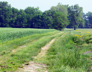 Fototapeta na wymiar A grassy road leading to a forest. 