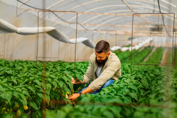 Men in 30' small business owner checking his pepper plants in greenhouse.