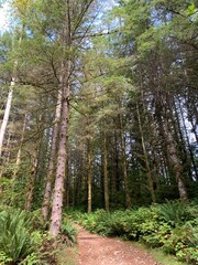 Fototapeta premium path in the forest