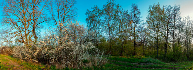 Fototapeta na wymiar Panorama of flowering trees in the forest, spring green trees, flower