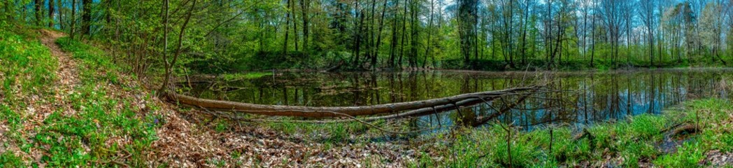 Panorama of forest lakes in spring, young leaves and freshly blossomed buds of trees and shrubs