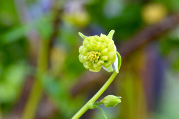 Columbine Bud Mandala 01