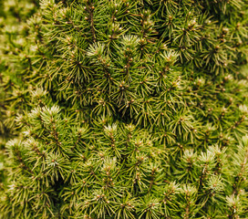 Naklejka na ściany i meble Background, texture of an evergreen perennial plant green spruce conica. Photo of spring nature.