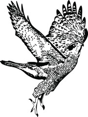 illustration of an eagle