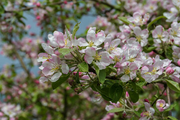 Abundantly flowering branch of an apple tree close-up against a blurred background of the upper branches. Direct sunlight.