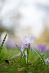 Crocus close up with blury background high quality