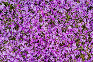 Obraz premium Background, texture of pink, purple phlox flowers. Photography of nature.