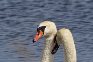 Fototapeta premium Love games of two swans. Selective focus.