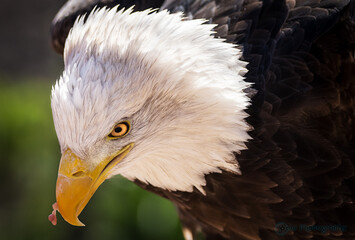 Close up eagle with shiny eyes while eating