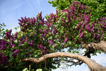 Blooming purple lilac tree against the blue sky.