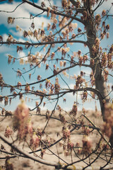 blooming fruit trees, close-up of young buds, vegetation in Podlasie