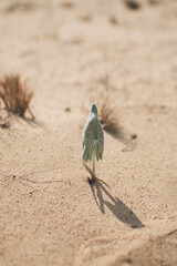 blooming fruit trees, close-up of young buds, vegetation in Podlasie