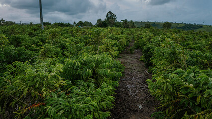 Fototapeta na wymiar green plantation of coffe, farm of coffe