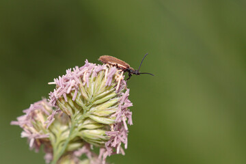 Hairy brown bug
