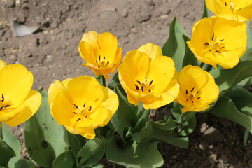 Obraz na płótnie Canvas Yellow tulip flowers close-up in garden