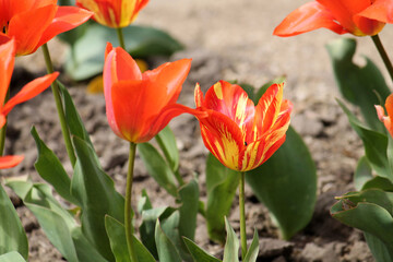 Tulip broken by viruses. Variegated colors produced by Tulip Breaking Virus (mosaic virus)
