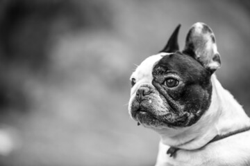 little french bulldog posing in the forest