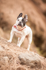 little french bulldog posing in the forest