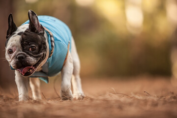 little french bulldog posing in the forest