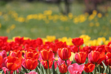 Fototapeta premium Abundant flowering of orange and pink tulips in spring garden. Bright field of tulip flowers