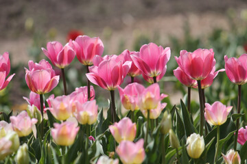 Bright pink tulip flowers in spring garden