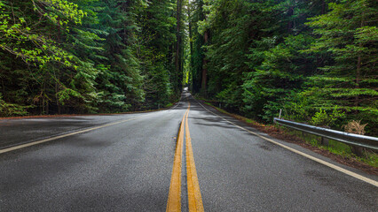 Fototapeta premium Redwoods 1