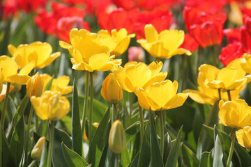 Bright yellow tulip flowers in spring garden