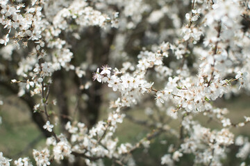 blooming fruit trees, close-up of white flowers, vegetation in Podlasie