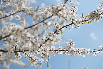 blooming fruit trees, close-up of white flowers, vegetation in Podlasie