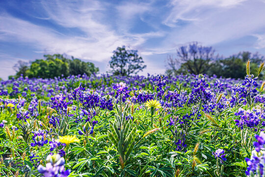 Blue Bonnet TX Field